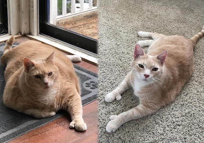 How to Help a Cat Lose Weight | Effective Weight Loss Plan